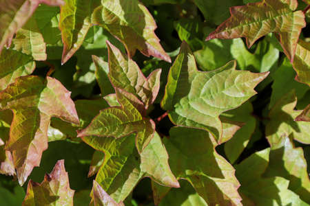 Closeup of a the leaves on a european cranberry bushの写真素材
