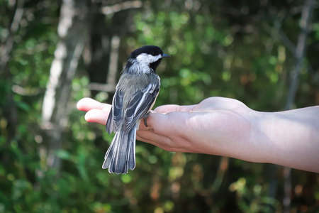 A chickadee sitting on a hand eating seedsの写真素材