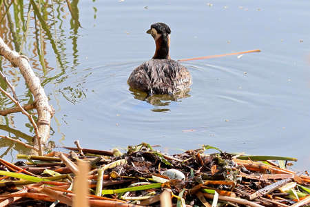 A red-necked grebe swims away from a nest with an egg