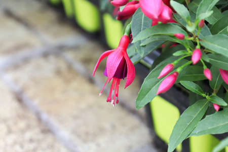 A pink and purple fuchsia flower hanging over the edge