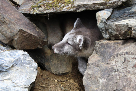 An artic fox pup looks out of a rocky den