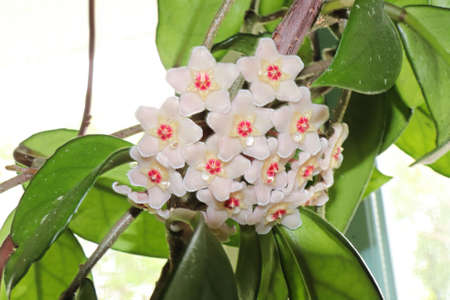 A cluster of hoya flowers against a white backgroundの写真素材