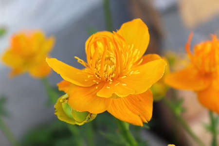 Closeup of orange Globe Flowers in bloom