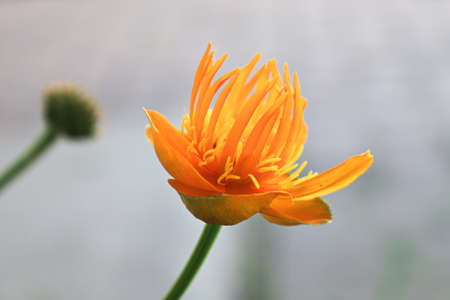 Background of the side view of a orange Globe Flower