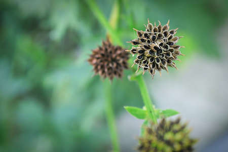 Background of the seed pod on a Globe Flower