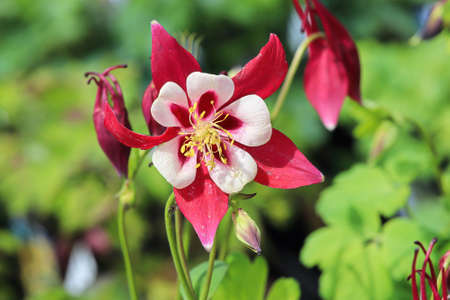 Closeup of the pink multicolored petals on a Columbineの写真素材