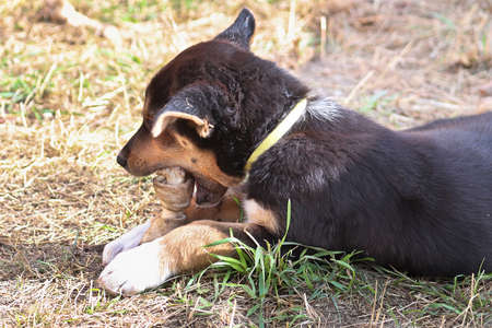 A young puppy chews on a leather boneの写真素材