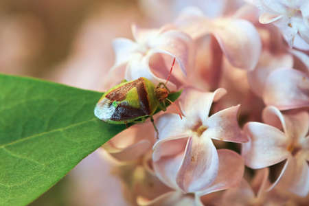 Macro of a Banasa Stink Bug on a green leafの写真素材