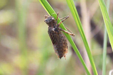 Closeup of a dragonfly nymph climbing up on grassの写真素材