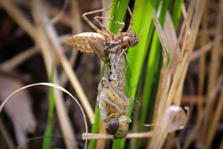 Macro view of a dragonfly hatching from a nymphの写真素材