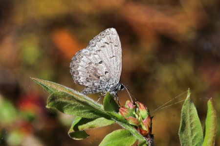 A Spring Azure Gossamer butterfly against an orange background