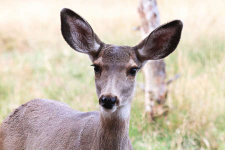 Closeup of a female mule deer headの写真素材
