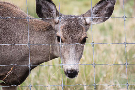 A female mule deer looks through a wire fenceの写真素材