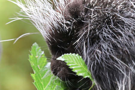 Closeup of a porcupine head beside some leavesの写真素材