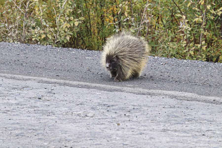 A fat porcupine walks out onto a highway roadの写真素材