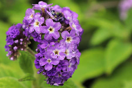 Macro of a puple heliotrope flower cluster with leavesの写真素材