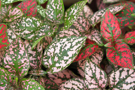 Various colored leaves in polka dot plantsの写真素材