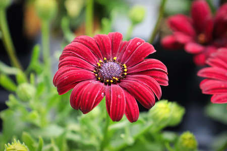 Closeup of red African Daisy flowers in bloom