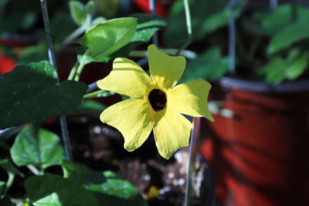 Closeup of a yellow Black Eyed Susan Vine flower