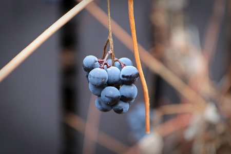 Views of ripe grapes in the fall on bare vine stemsの写真素材