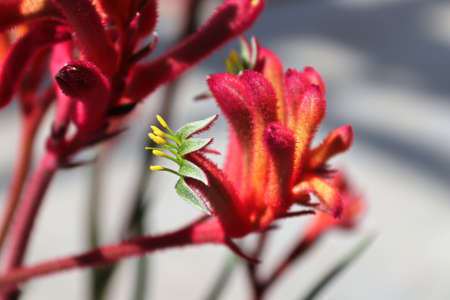 Macro view of the delicate flowers on a Kangaroo Paw Plant