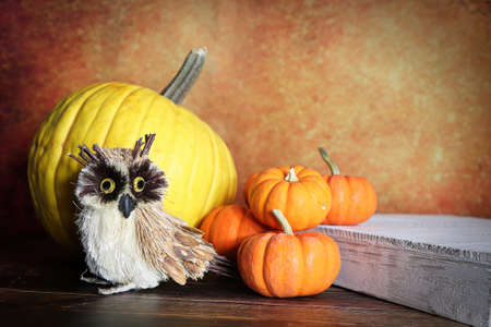 A background with pumpkins and an owlの写真素材