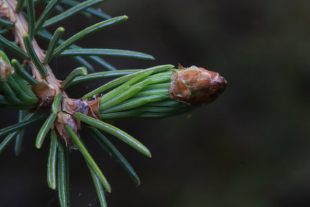 Bud tip of needles opening on a spruce tree