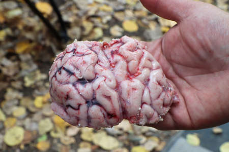A human hand holding part of a moose brainの写真素材