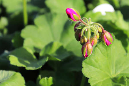 Closeup of pink geranium buds about to open
