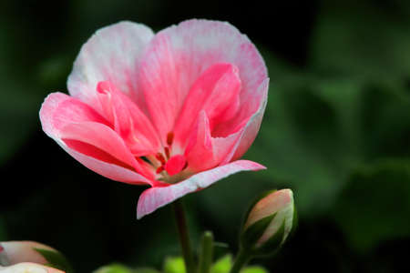 Macro of geranium flowers blooming in spring