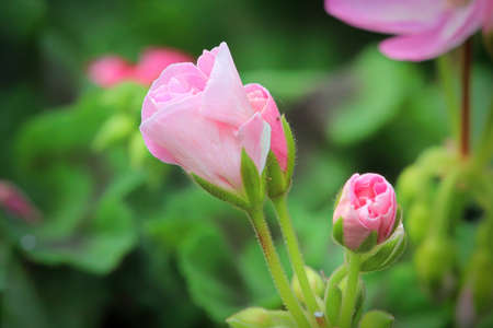 Macro of geranium flowers blooming in spring