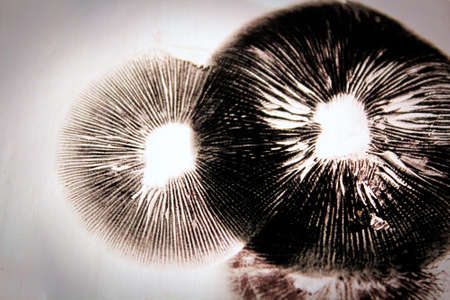 Dark spore prints showing the gills of a mushroomの写真素材
