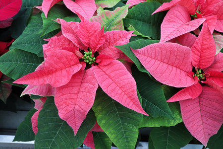 Closeup of pink poinsettias growing on tablesの写真素材