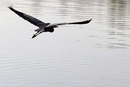A silhouette of a Blue Heron flying against grey waterの写真素材
