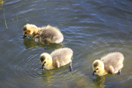 Three little Canada Geese goslings swim in waterの写真素材