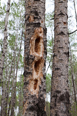 Holes on trees pecked out by a wood peckerの写真素材