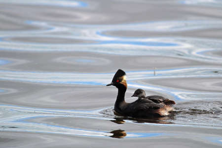 A tiny eared grebe swimming in the water