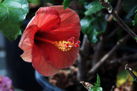 Closeup of a red Hibiscus flower against a green backgroundの写真素材