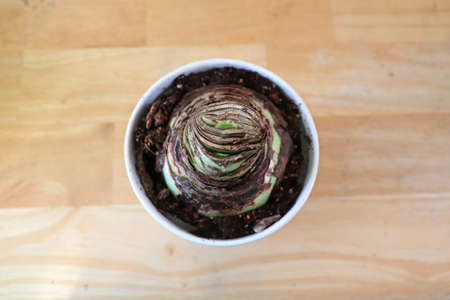 Top view of an Amaryllis potted plant about to sprout