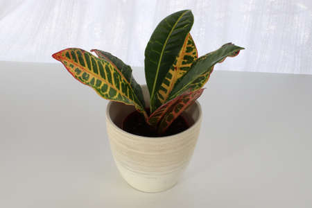 A Croton plant in a white pot on a white table