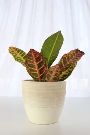 A Croton plant in a white pot on a white table