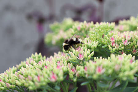 Green flower buds on a Stonecrop plantの写真素材