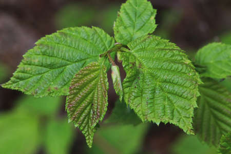 New leaves sprouting on a wild Hazelnut tree