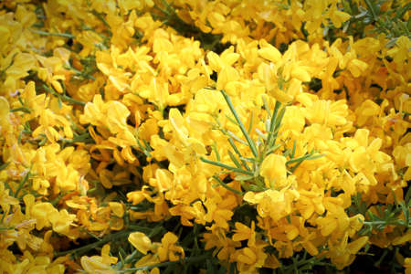 Closeup of golden flowers on a Lydia shrub