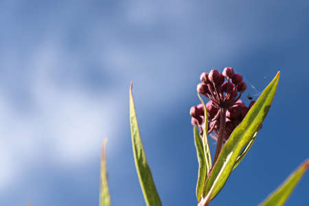 Pink milkweed buds up against a blue sky.の写真素材