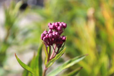 Pink milkweed buds growing in the garden.の写真素材