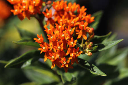 Closeup view of orange milkweed blossoms blooming.の写真素材