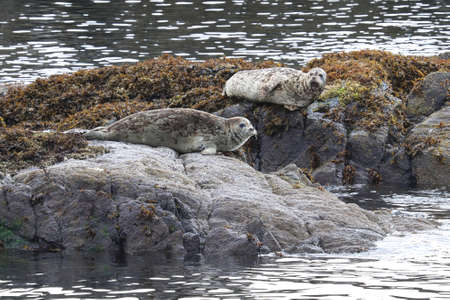 Common seals basking on rocks during the summer.