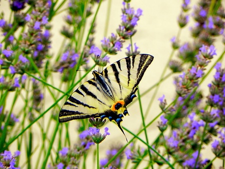 Butterflyの素材