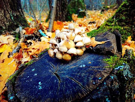 Mushrooms in the forestの素材